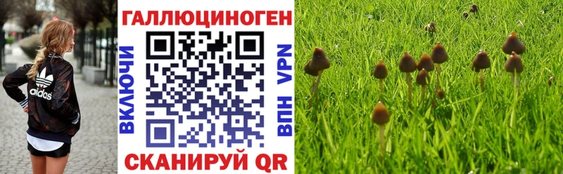 цены   Новоалтайск  Псилоцибиновые грибы Psilocybine cubensis 